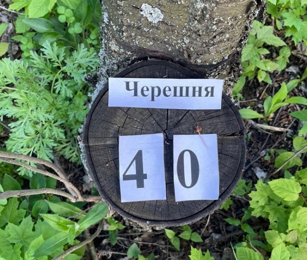 Одесский лесничий пойдёт под суд за 343 срубленных дерева