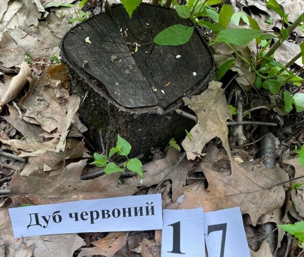 Одесский лесничий пойдёт под суд за 343 срубленных дерева