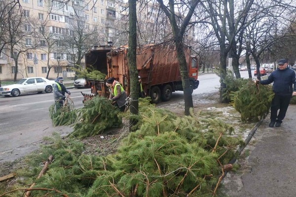 Чтоб не досталось никому: в Одессе торговцы полили брошенные елки солярой