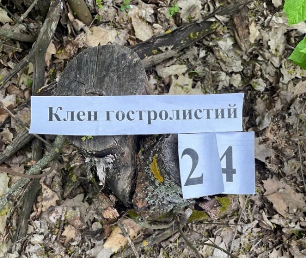 Одесский лесничий пойдёт под суд за 343 срубленных дерева