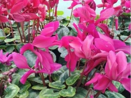 Цикламен — улюблена квітка царя Соломона: поради квітникаря