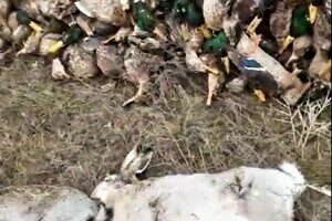 Экологическая катастрофа: в Одесской области из-за ядохимикатов погибли тысячи диких птиц и животных Экологическая катастрофа: в Одесской области из-за ядохимикатов погибли тысячи диких птиц и животных