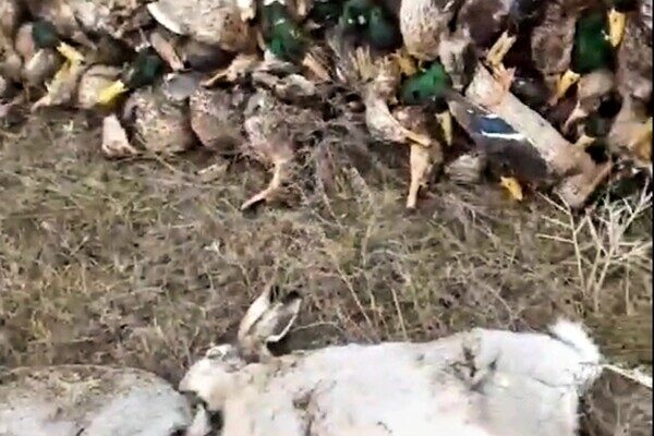 Экологическая катастрофа: в Одесской области из-за ядохимикатов погибли тысячи диких птиц и животных Экологическая катастрофа: в Одесской области из-за ядохимикатов погибли тысячи диких птиц и животных