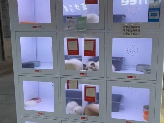 Автомати з продажу домашніх тварин викликали хвилю обурення в Китаї