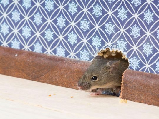 Як перевірити, чи завелися у вашому домі миші: зверніть увагу на підлогу