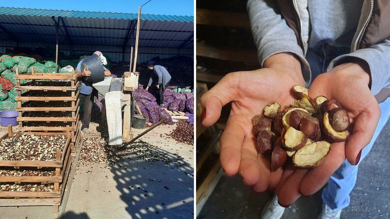Гроші з дерева: як українці заробляють на каштанах