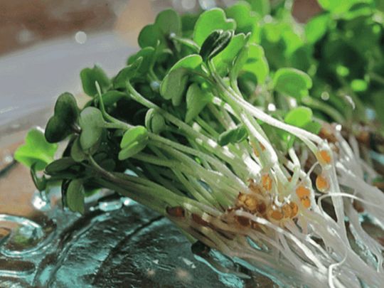 Суперфуд на вашому столі: продукти для кращого балансу поживних речовин