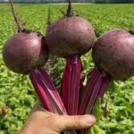 Що додати в ґрунт, щоб буряки виросли солодкими і соковитими